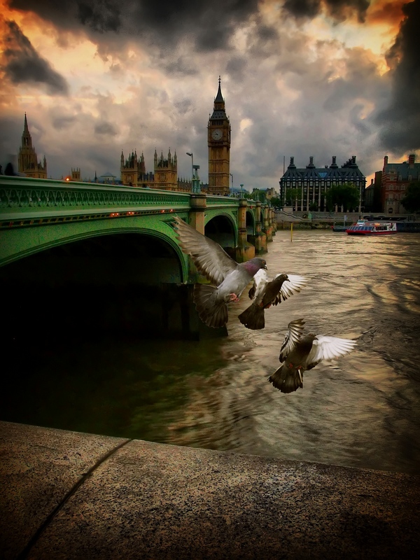 London birds