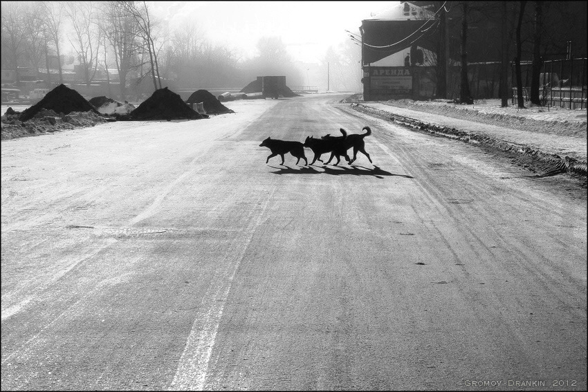 Dogs crossing road