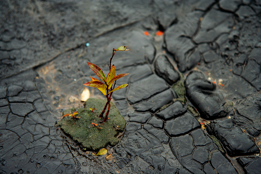 Plant and stone-black pavement