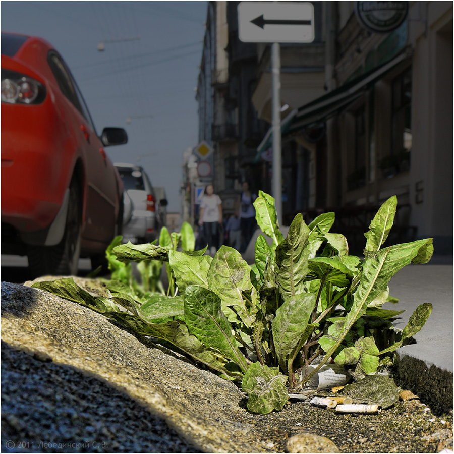 Plant grows through asphalt