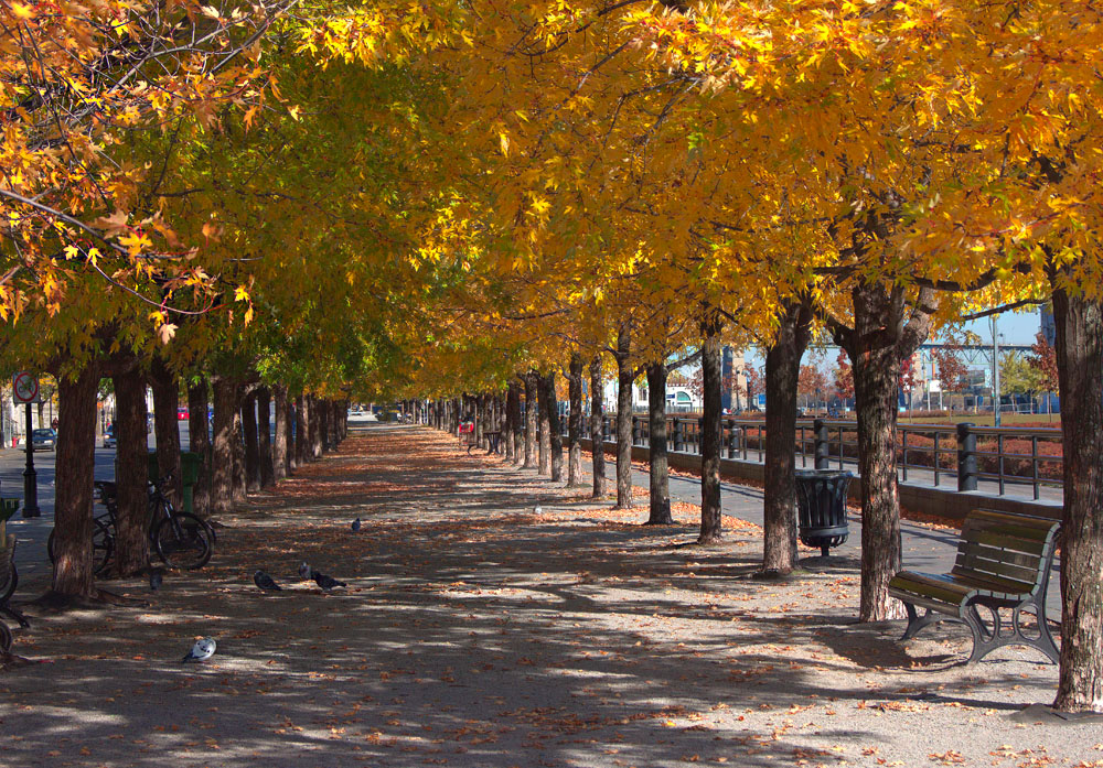 Maple alley