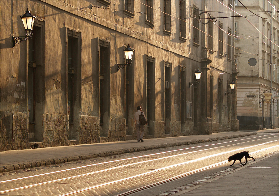 Dog crosses the road