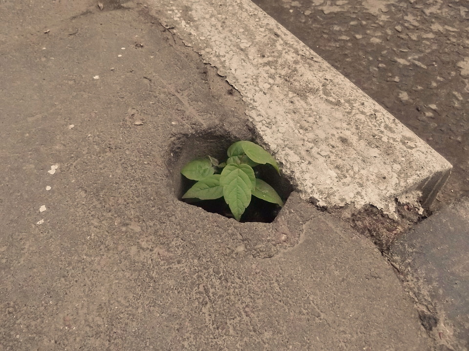 Grew through the asphalt