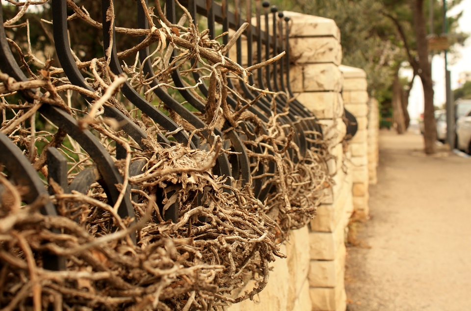 Iron fence strangled by roots