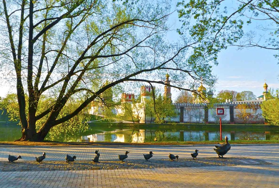 Ducks walk near the pond