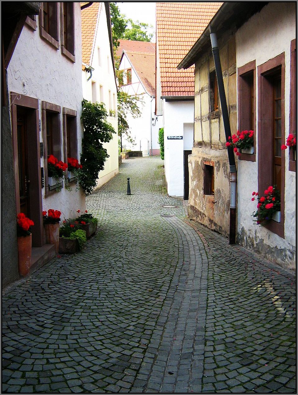 Street with red flowers