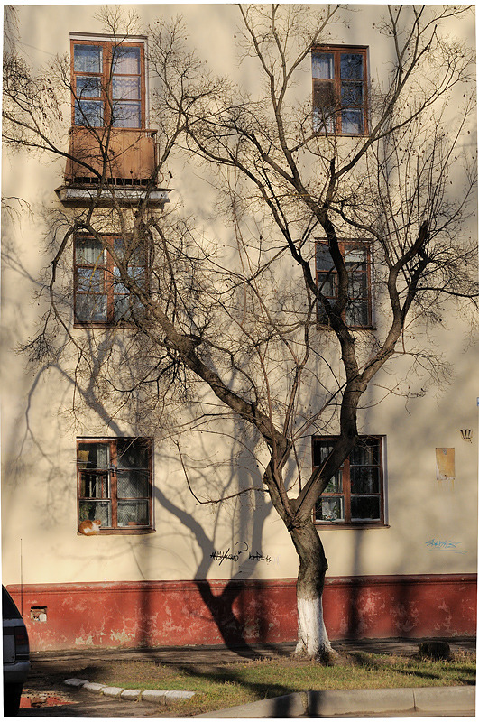 Tree near an old house 